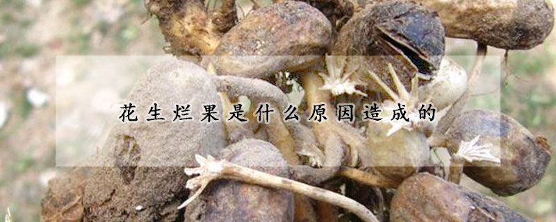 花生烂果是什么原因造成的