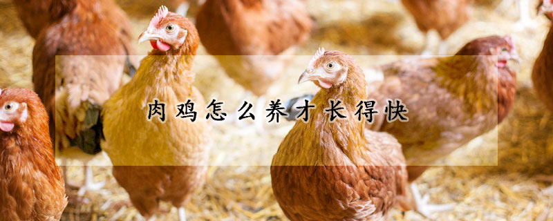 肉鸡怎么养才长得快