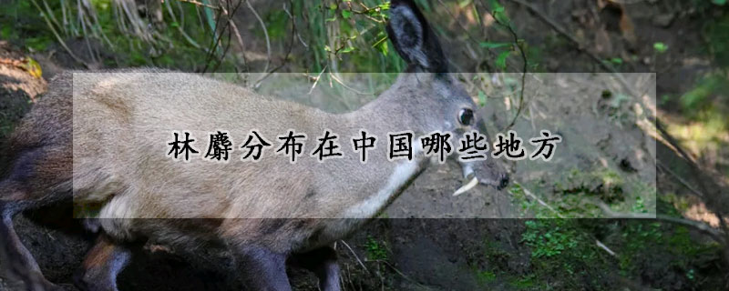 林麝分布在中国哪些地方
