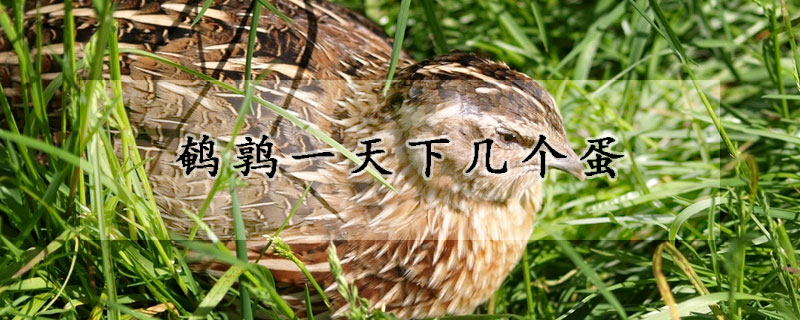 鹌鹑一天下几个蛋