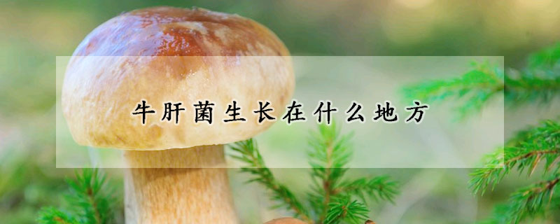 牛肝菌生长在什么地方