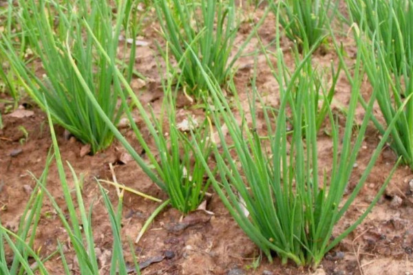 韭黄种植技术视频教程