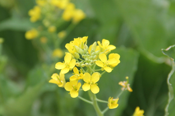 油菜花什么季节开?