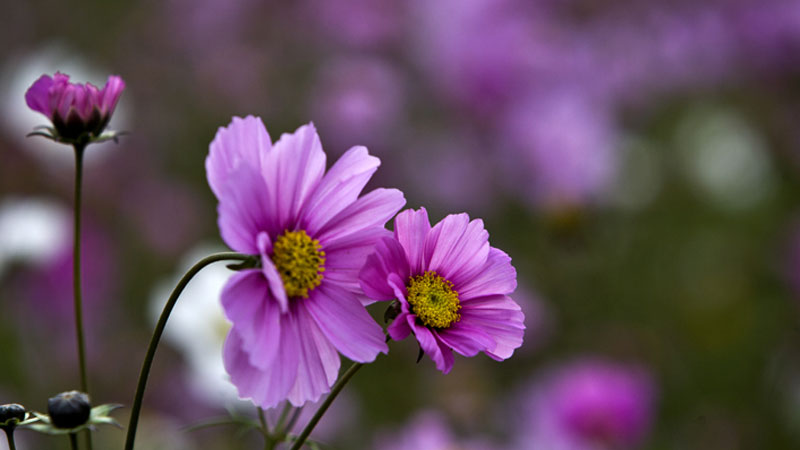 格桑花的花语和寓意,象征了什么