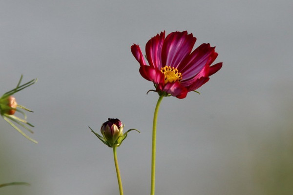 格桑花的花语和寓意,象征了什么