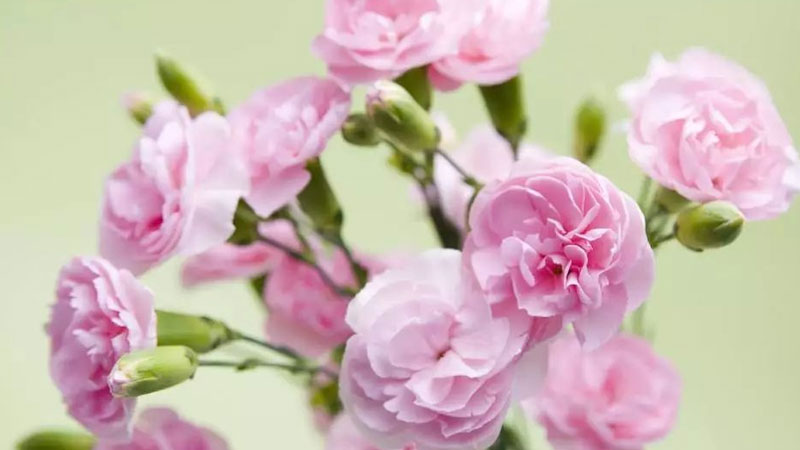 教师节送老师什么花