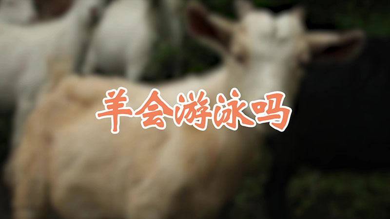 羊会游泳吗