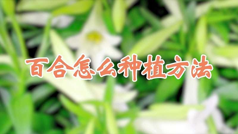 百合怎么种植方法视频