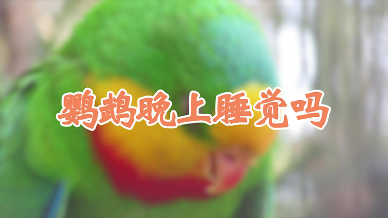 鹦鹉晚上睡觉吗