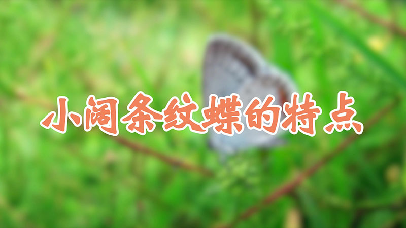 小阔条纹蝶的特点