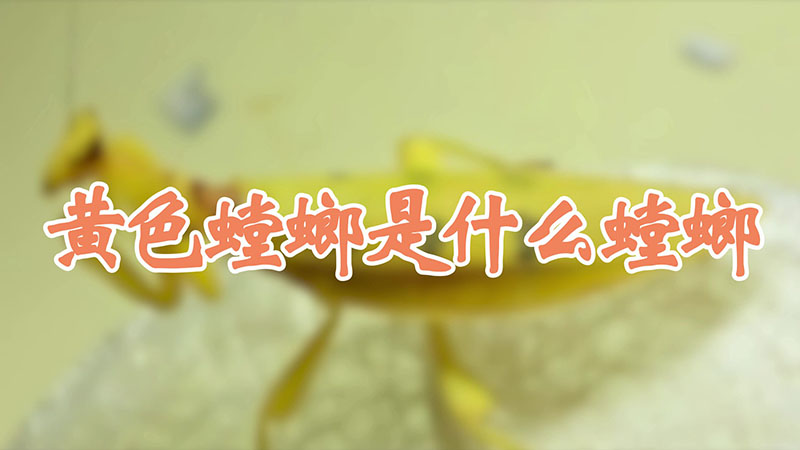 黄色螳螂是什么螳螂