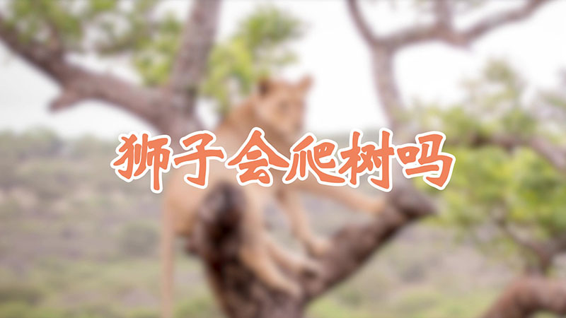 狮子会爬树吗