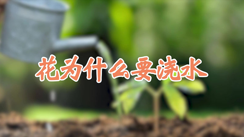 花为什么要浇水