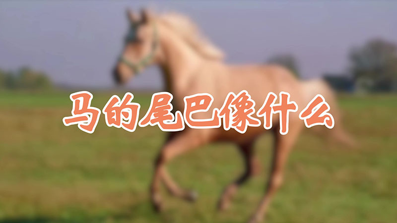马的尾巴像什么