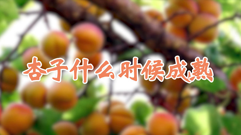 杏子什么时候成熟