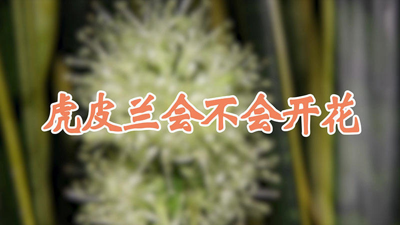 虎皮兰会不会开花