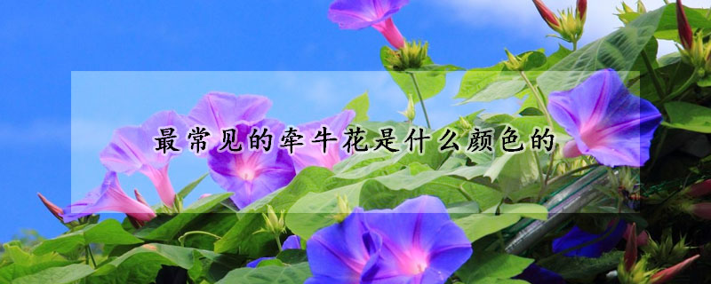 最常见的牵牛花是什么颜色的