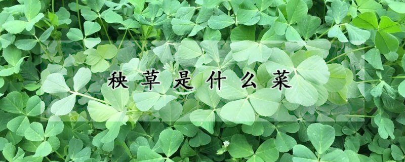 秧草是什么菜