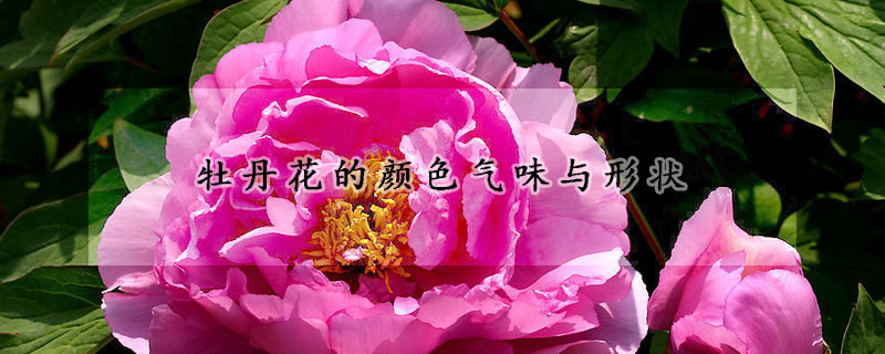 牡丹花的颜色气味与形状