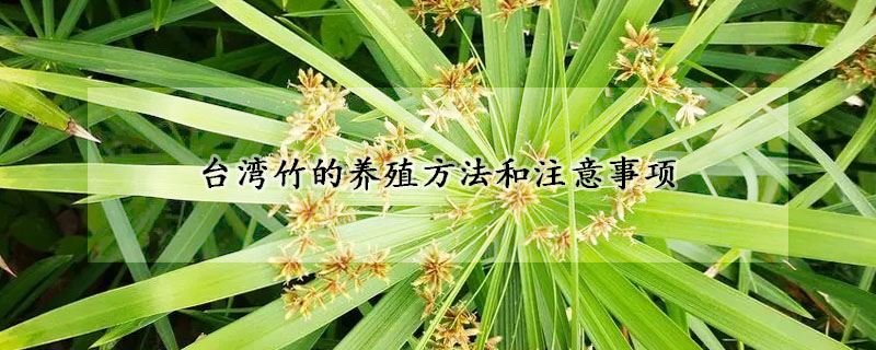 台湾竹的养殖方法和注意事项