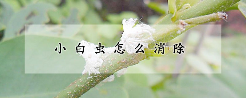 小白虫怎么消除