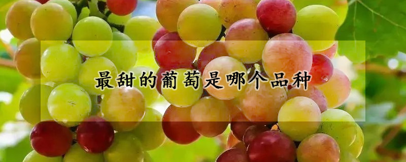最甜的葡萄是哪个品种