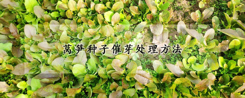莴笋种子催芽处理方法