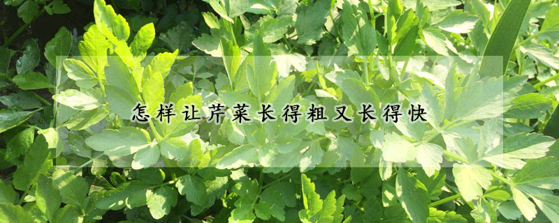 怎样让芹菜长得粗又长得快