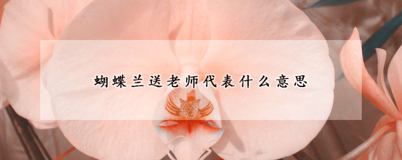 蝴蝶兰送老师代表什么意思