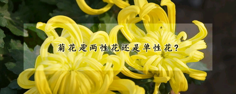 菊花是两性花还是单性花?