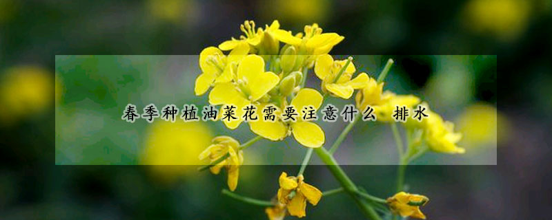 春季种植油菜花需要注意什么 排水