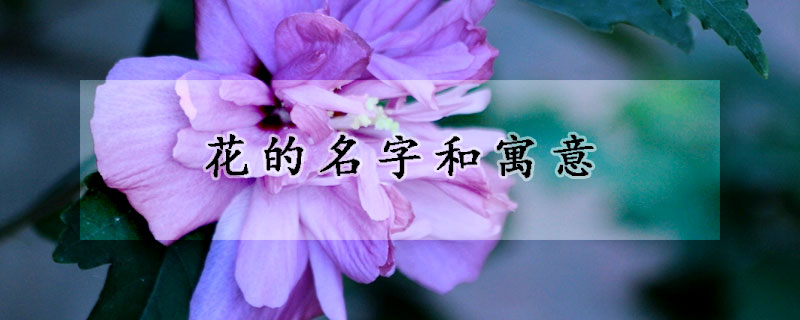 花的名字和寓意