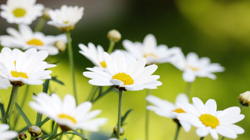 雏菊花语是什么