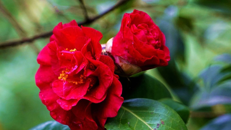 山茶花的花语和寓意,象征了什么