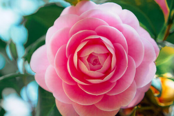 山茶花的花语和寓意,象征了什么