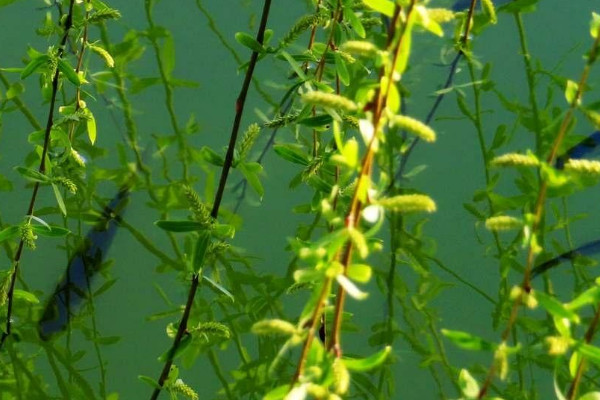 柳树开花吗?什么时候开花