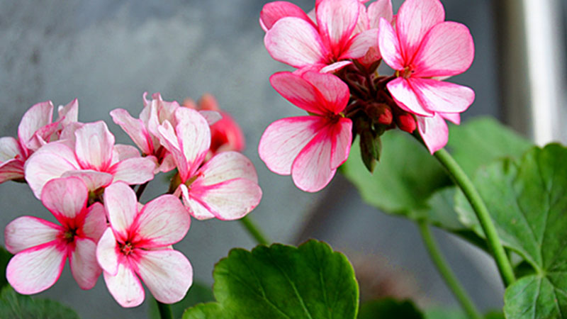 室内什么花驱蚊最好