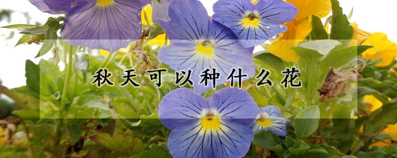 秋天可以种什么花