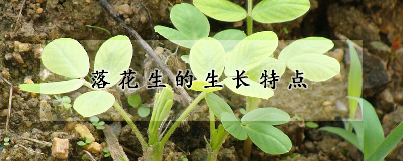 落花生的生长特点