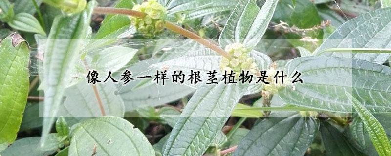 像人参一样的根茎植物是什么