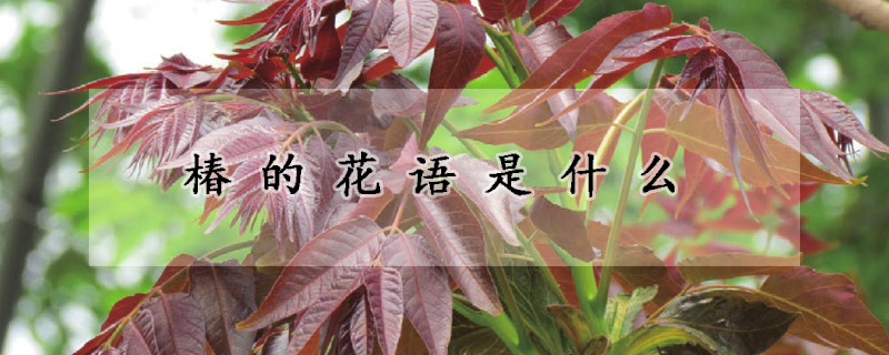 椿的花语是什么