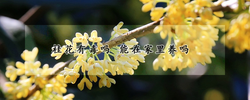 桂花有毒吗 能在家里养吗