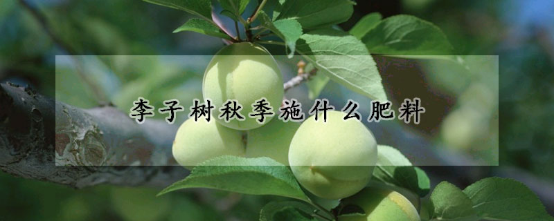 李子树秋季施什么肥料