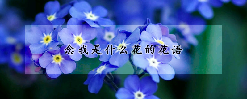 念我是什么花的花语