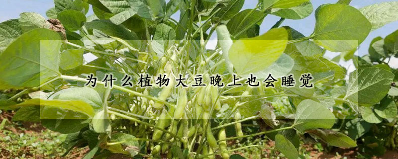 为什么植物大豆晚上也会睡觉