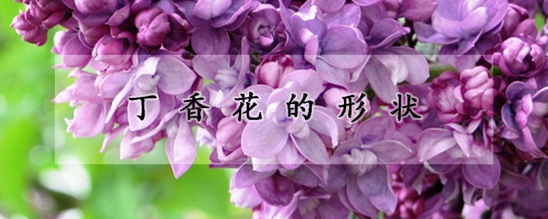 丁香花的形状