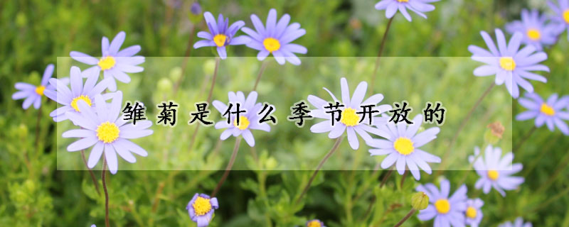 雏菊是什么季节开放的