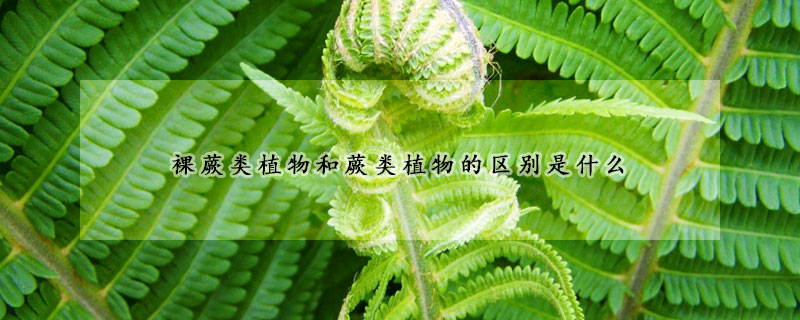 裸蕨类植物和蕨类植物的区别是什么