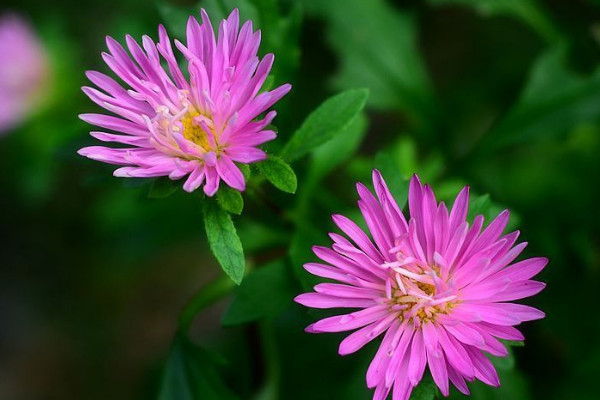 如何促进菊花开花