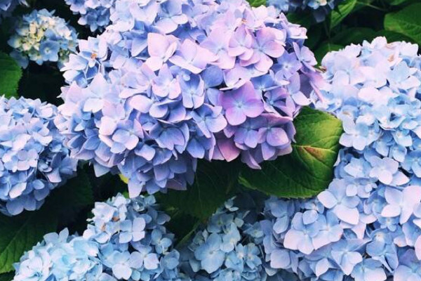 绣球花的花语和寓意,象征了什么